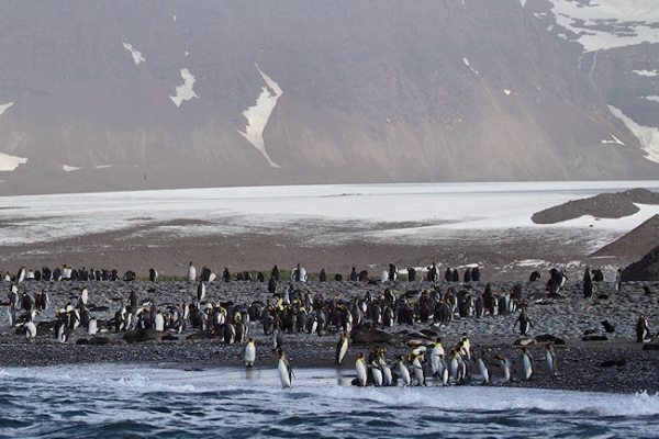 SGeorgia_SalisburyPlain_5057 (1).jpg - King Penguins entering the sea at Salisbury Plain, north coast of South Georgia